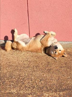 『仕事』をサボる柴犬　飼い主が庭先で激写した３枚がコチラ