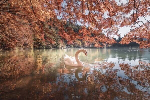 タイ人が撮った『日本の秋』が美しすぎると話題　「まるで絵画」「うっとりした」