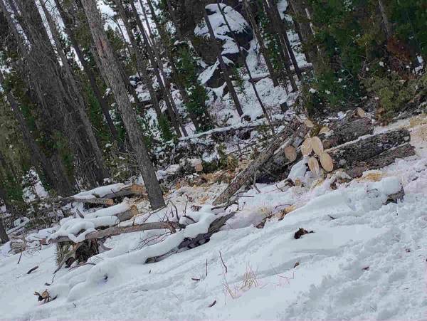 『隠れた犬を探すチャレンジ』　この写真の中に犬がいます　どこでしょう？