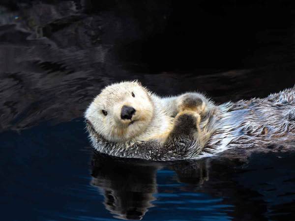 え、ラッコってこんなことできるの！？ある水族館の放水訓練の様子が話題に