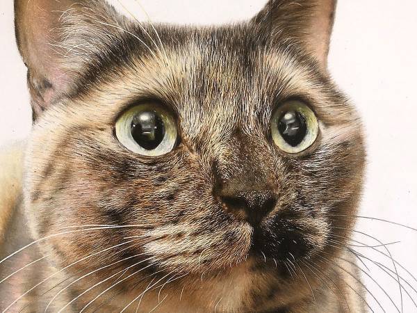 制作時間はたった４６時間！　色鉛筆で描いた猫の作品がすごすぎた