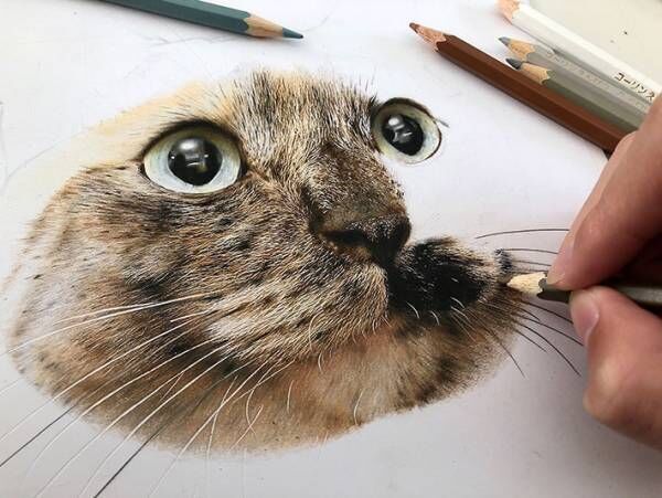 制作時間はたった４６時間！　色鉛筆で描いた猫の作品がすごすぎた