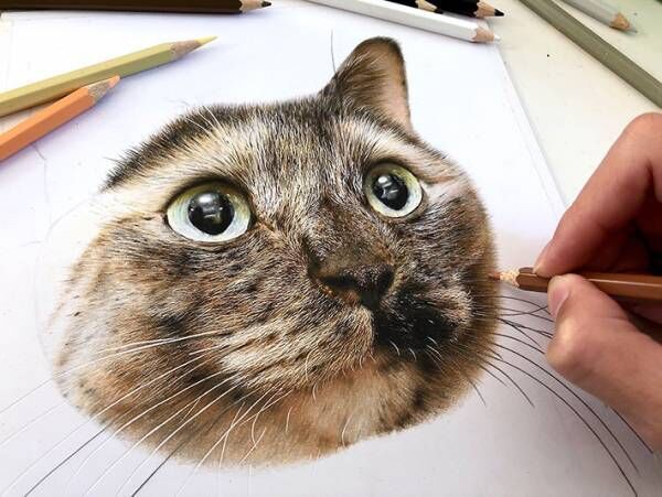 制作時間はたった４６時間！　色鉛筆で描いた猫の作品がすごすぎた