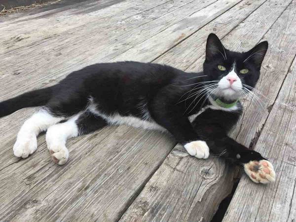 なぜそんなところに！　行方不明になった猫がとんでもない場所で見つかる