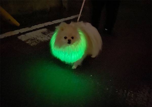 夜道で発光する『ポメラニアン』に３０万人がイイネ！　「笑った」「地球外生命体のよう」