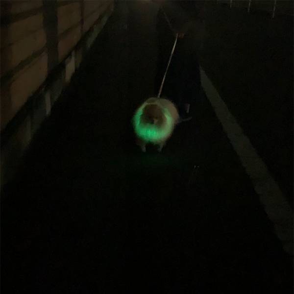 夜道で発光する『ポメラニアン』に３０万人がイイネ！　「笑った」「地球外生命体のよう」