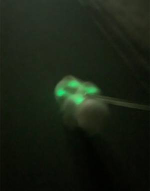 夜道で発光する『ポメラニアン』に３０万人がイイネ！　「笑った」「地球外生命体のよう」