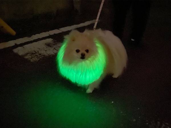 夜道で発光する『ポメラニアン』に３０万人がイイネ！　「笑った」「地球外生命体のよう」