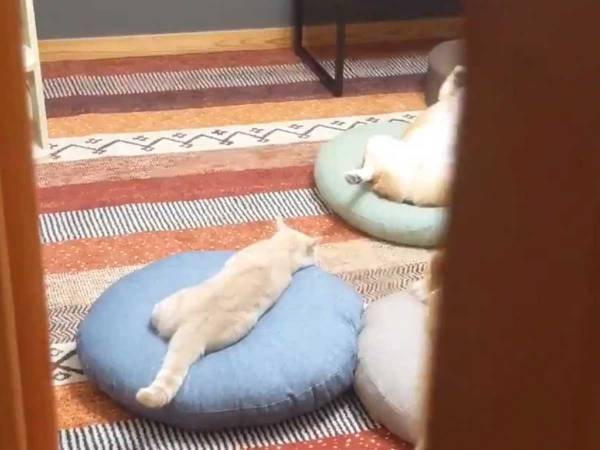 扉を開けてすぐに閉めた飼い主　その理由に３９万人が吹き出す