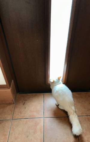 玄関に置かれたランドセル、さらに？　その先の光景に涙腺崩壊