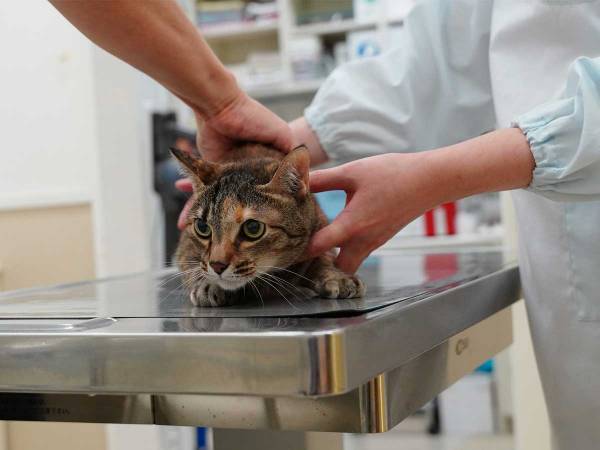 調子が悪そうな猫を動物病院に連れていったら…　オチに１４万人が吹き出す！