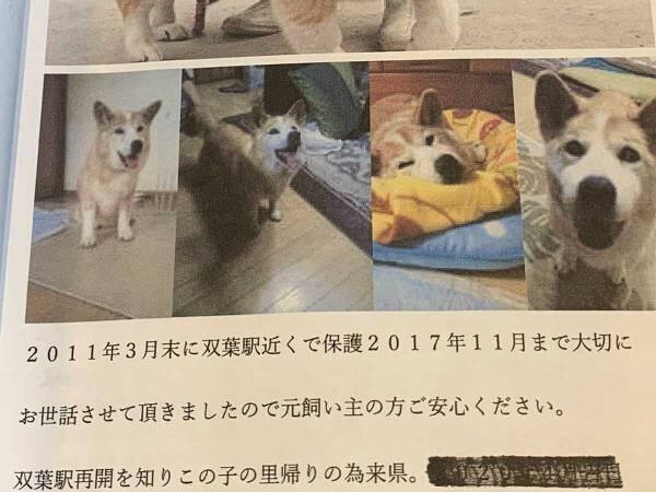 保護犬を引き取った人が 元飼い主 へあてた手紙 内容に心が震える 年12月16日 ウーマンエキサイト 1 2