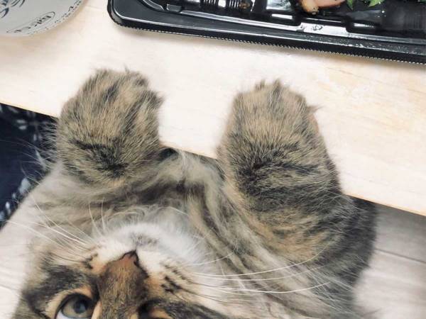 『カモ肉』を狙うあるものとは？　７万人が吹き出した１枚がコチラ！