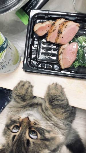 『カモ肉』を狙うあるものとは？　７万人が吹き出した１枚がコチラ！