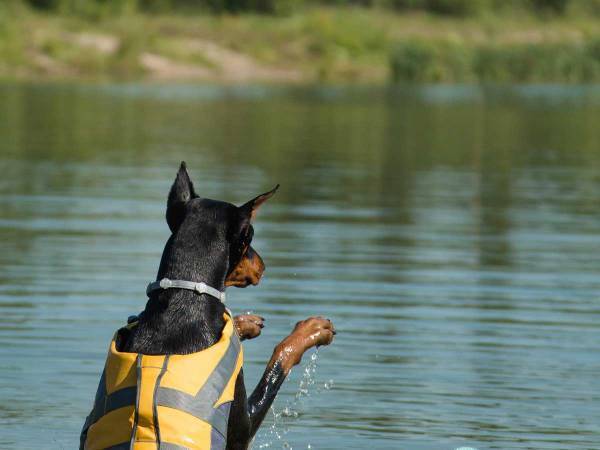 テレビを見つめる犬、その後…？『驚きの姿』を映した１本がコチラ！