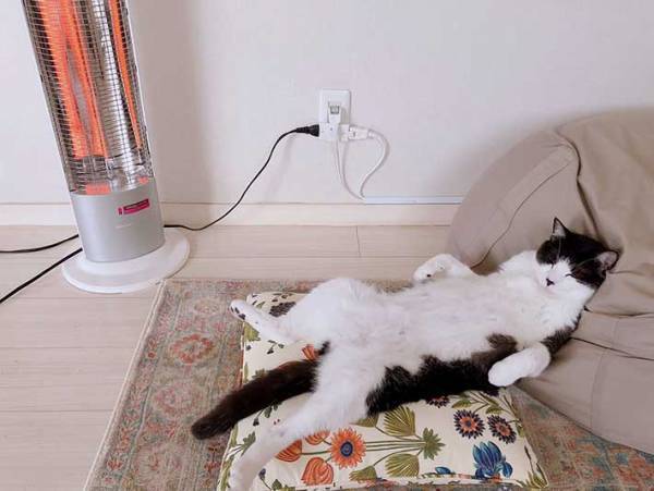 『もう二度と野良には戻れない猫』　ネットで「笑った」「完全にオッサン」と話題