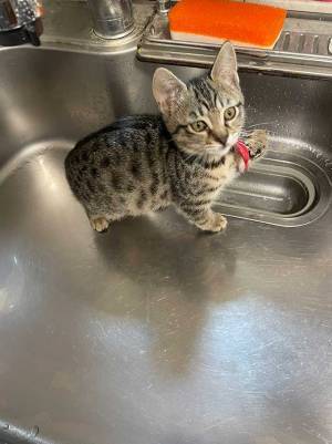 ２０万人がメロッメロ！　『犯行現場』に残された足跡の正体が、コチラ