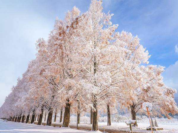 初雪の滋賀県で撮影された４枚の写真が美しすぎた