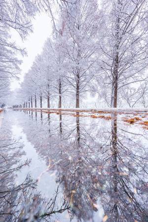 初雪の滋賀県で撮影された４枚の写真が美しすぎた