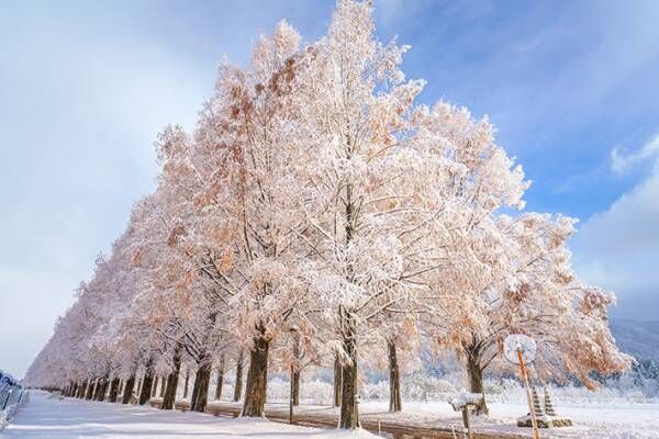 初雪の滋賀県で撮影された４枚の写真が美しすぎた