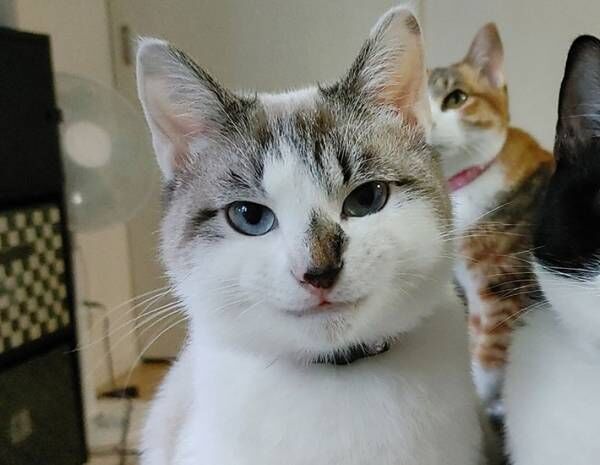 並んで座る猫を飼い主が撮影すると…？　予想外の表情に、キュンとする