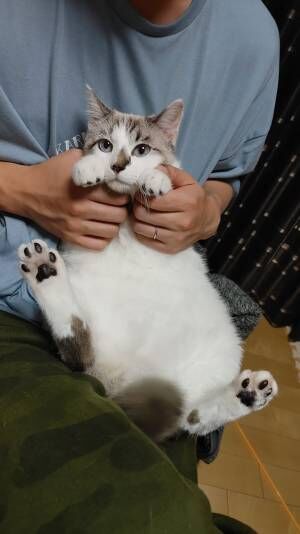 並んで座る猫を飼い主が撮影すると…？　予想外の表情に、キュンとする