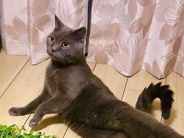 伸びた豆苗を撮影したら…　写りこんだ『あるもの』に４万人が吹き出す