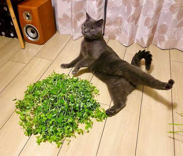 伸びた豆苗を撮影したら…　写りこんだ『あるもの』に４万人が吹き出す