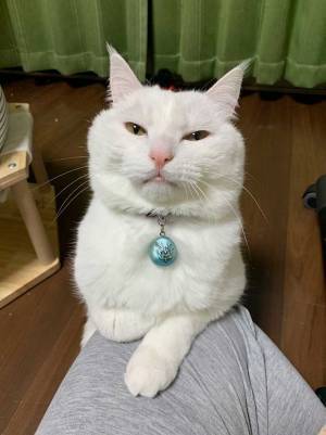 飼い主の膝に乗るのは？　写した４枚が「かわいすぎる」「最高！」