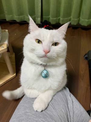 飼い主の膝に乗るのは？　写した４枚が「かわいすぎる」「最高！」