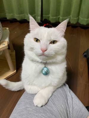 飼い主の膝に乗るのは？　写した４枚が「かわいすぎる」「最高！」