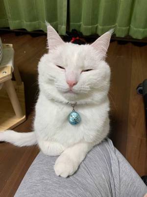 飼い主の膝に乗るのは？　写した４枚が「かわいすぎる」「最高！」