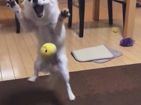 ボールをキャッチし損ねた犬が…？　絶妙な表情をご覧ください