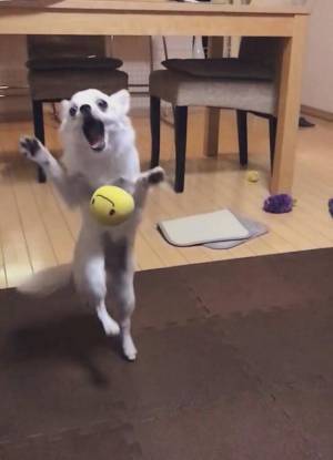 ボールをキャッチし損ねた犬が…？　絶妙な表情をご覧ください