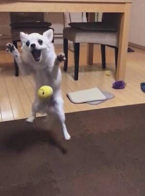 ボールをキャッチし損ねた犬が…？　絶妙な表情をご覧ください