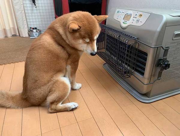 ストーブが好きすぎる柴犬　感情がダダ漏れな『２枚』が、こちらです