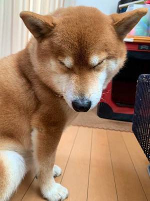 ストーブが好きすぎる柴犬　感情がダダ漏れな『２枚』が、こちらです