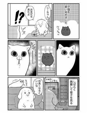突然やってきた『子猫』を、威嚇する先住猫　数日後…？
