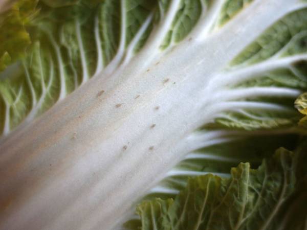 白菜の黒い点、何か知ってる？　農家が投稿した『正体』に驚きの声