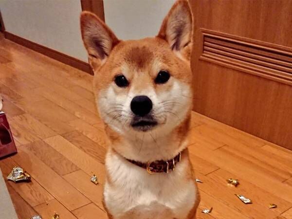 何やら誇らしげな様子の柴犬…　目の前の光景に、驚愕！