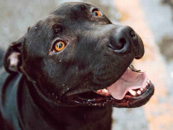 クリスマスの奇跡！　１年近くも行方不明だった犬が見つかった場所は…？