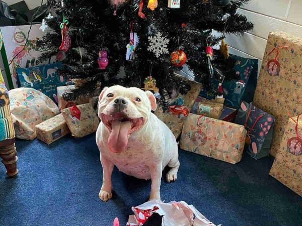 なんという策士！　こっそりプレゼントを開けた犬　飼い主が驚いたワケは？