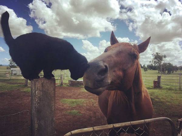 「今日も朝日がきれいだね」　一緒に散歩する仲よしのウマと猫に癒される