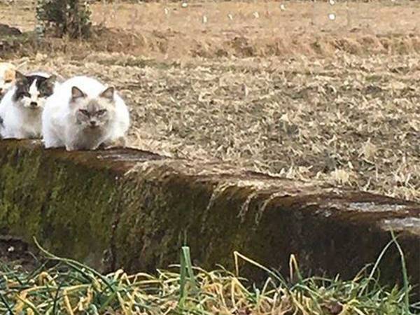 畑から謎の視線　その光景に「吹き出した」「最高！」