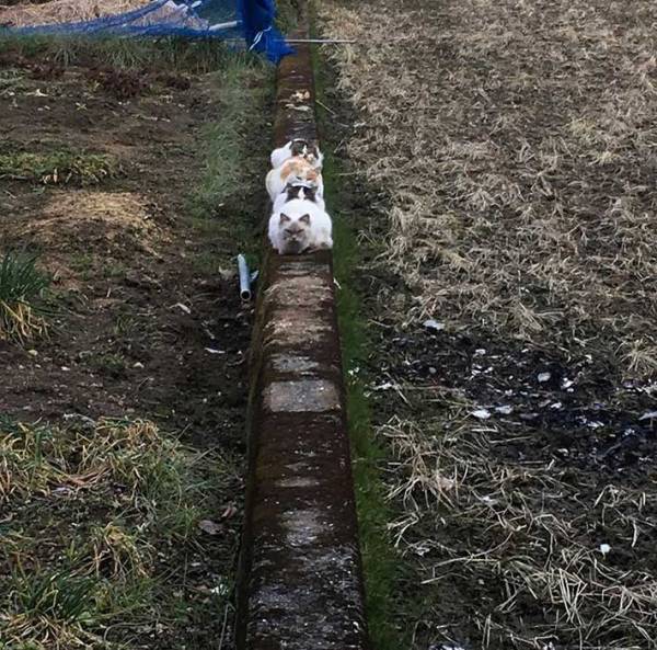 畑から謎の視線　その光景に「吹き出した」「最高！」