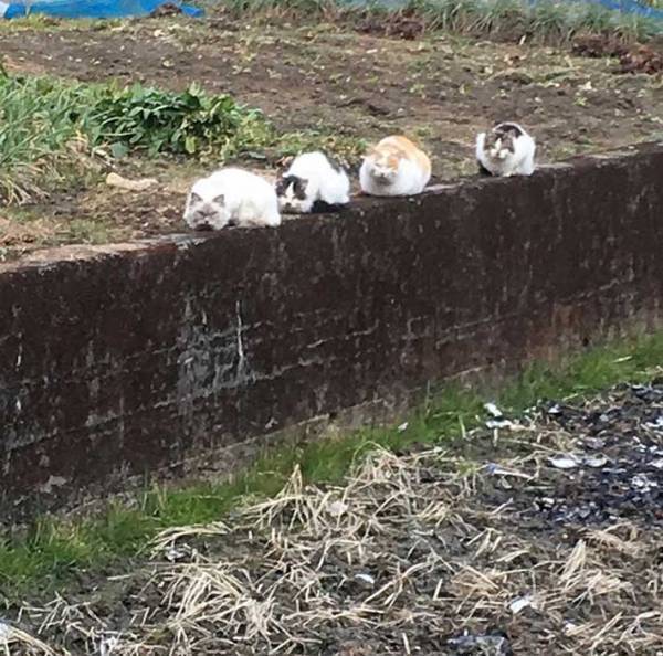 畑から謎の視線　その光景に「吹き出した」「最高！」