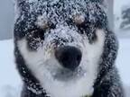 飼い主が帰ろうとしても…？　吹雪の中、帰りたくない柴犬