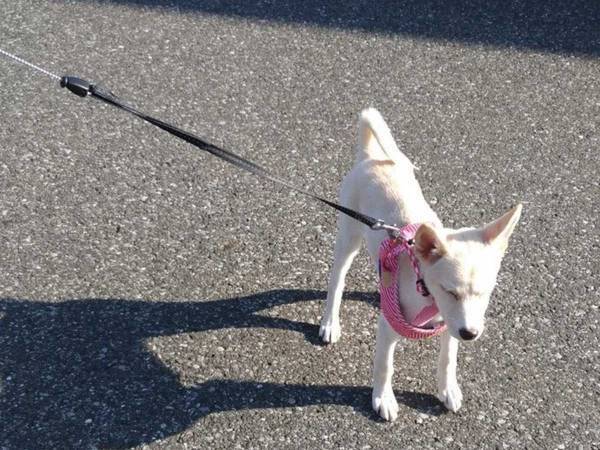 保護犬を引き取った１年半後…　驚きの『変化』に１５万人が吹き出す！