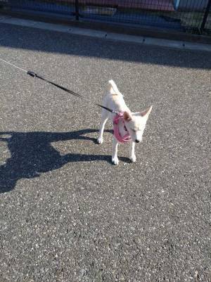 保護犬を引き取った１年半後…　驚きの『変化』に１５万人が吹き出す！