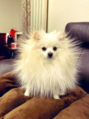 毛布で遊びはじめた犬　直後の姿が、なんてこった…！